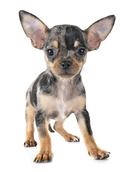 Piccolo Chihuahua Davanti Sfondo Bianco — Foto Stock