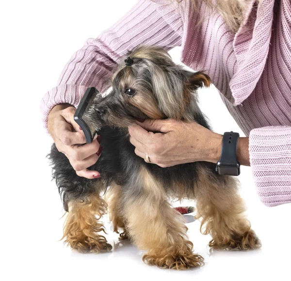 Yorkshire Terrier Davanti Sfondo Bianco — Foto Stock