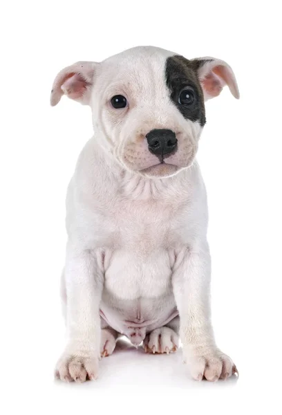 Puppy Staffordshire Bull Terrier Front White Background — Stock Photo, Image