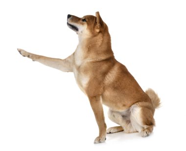 Beyaz arkaplan önünde shiba inu