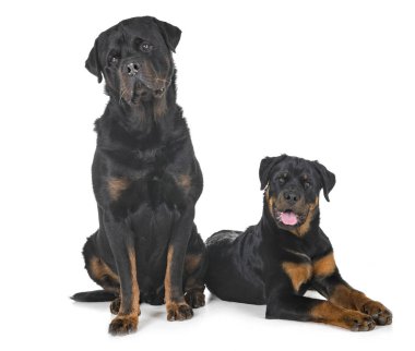 Beyaz arka plan önünde safkan Rottweiler
