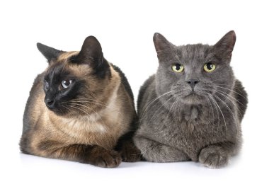Chartreux kedi ve beyaz arka plan önünde Siyam kedisi