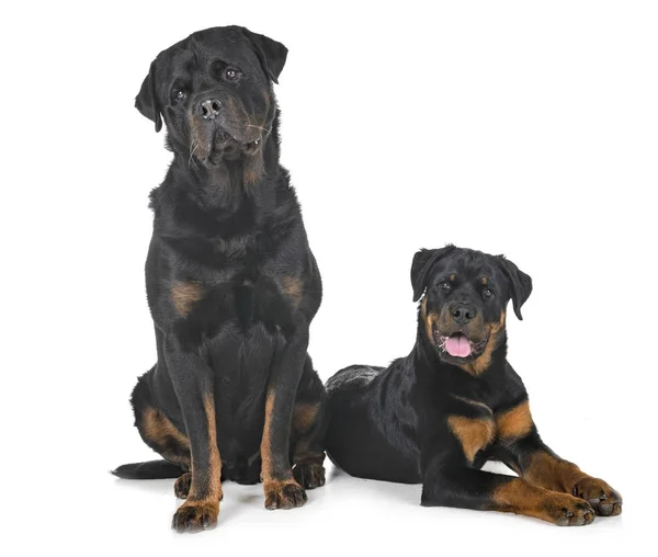Purered Rottweilers Face Fond Blanc — Photo