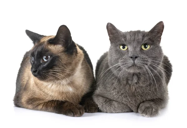 Chartreux Gato Gato Siamês Frente Fundo Branco — Fotografia de Stock