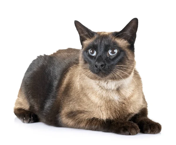 Siamese Kat Voor Witte Achtergrond — Stockfoto