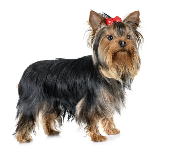 Yorkshire Terrier Front White Background — Stock Photo, Image