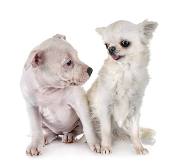 Cachorro Staffordshire Toro Chihuahua Terrier Frente Fondo Blanco — Foto de Stock