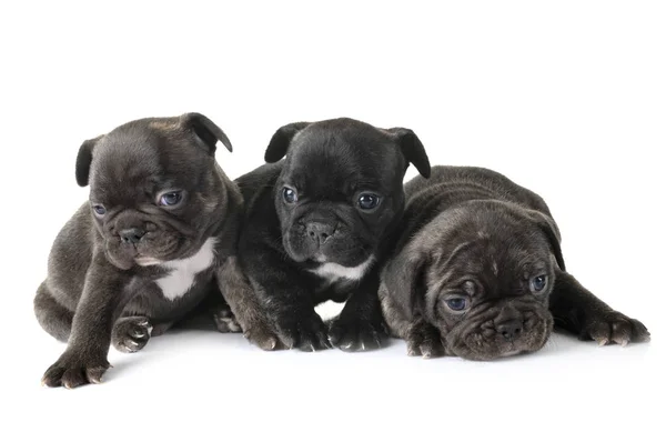 Cuccioli Bulldog Francese Davanti Sfondo Bianco — Foto Stock