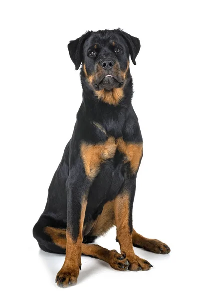 Renrasiga Rottweiler Framför Vit Bakgrund — Stockfoto