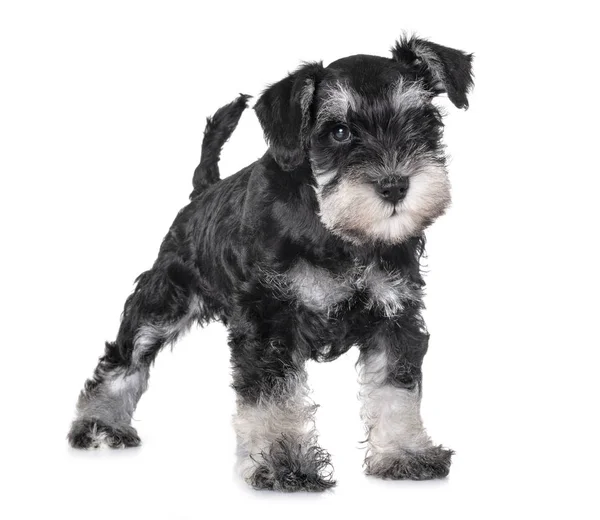 Kiskutya Miniatűr Schnauzer Előtt Fehér Háttér — Stock Fotó