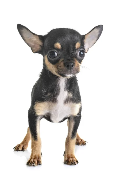 Liten Chihuahua Framför Vit Bakgrund — Stockfoto