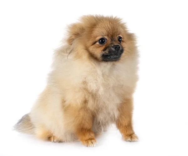 Young Pomeranian Front White Background — Stock Photo, Image