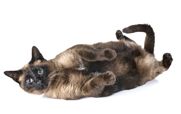 Gato Siamês Frente Fundo Branco — Fotografia de Stock