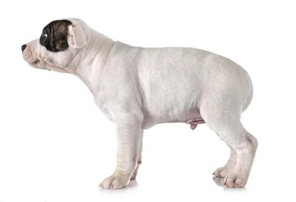 Cachorro Staffordshire Bull Terrier Frente Fondo Blanco —  Fotos de Stock