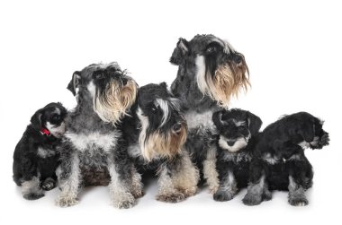 Beyaz arka plan önünde aile minyatür schnauzer