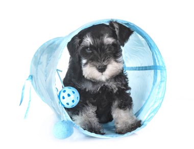 Beyaz arkaplan önünde köpek yavrusu minyatür schnauzer