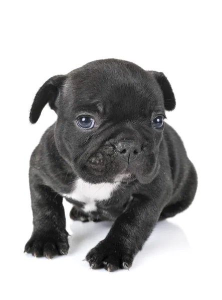 Puppy Franse Bulldog Voorkant Van Witte Achtergrond — Stockfoto