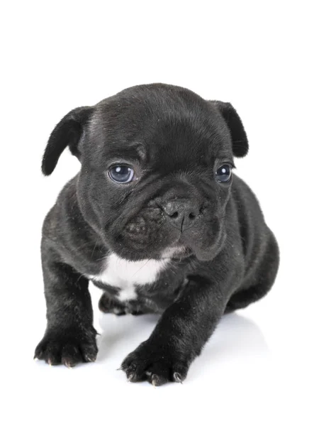 Cachorro Francês Bulldog Frente Fundo Branco — Fotografia de Stock