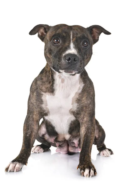 Staffordshire Bull Terrier Przed Białym Tle — Zdjęcie stockowe