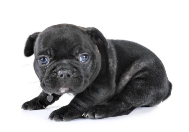 Beyaz arka planda köpek yavrusu Fransız bulldog 'u