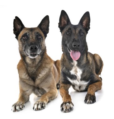 Beyaz arka planda Belçikalı çoban Malinois