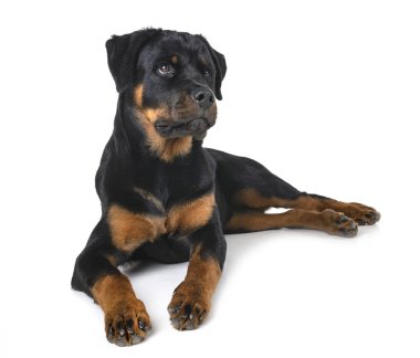 Beyaz arkaplan önünde safkan rottweiler