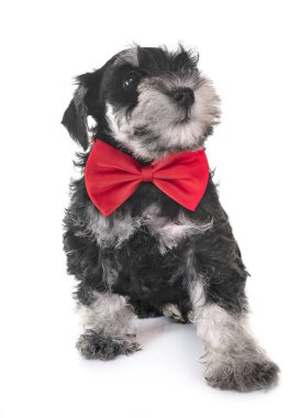 Beyaz arkaplan önünde köpek yavrusu minyatür schnauzer