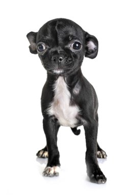 Beyaz arka planda küçük bir chihuahua