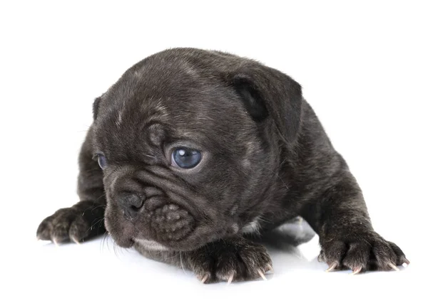 Puppy Franse Bulldog Voorkant Van Witte Achtergrond — Stockfoto