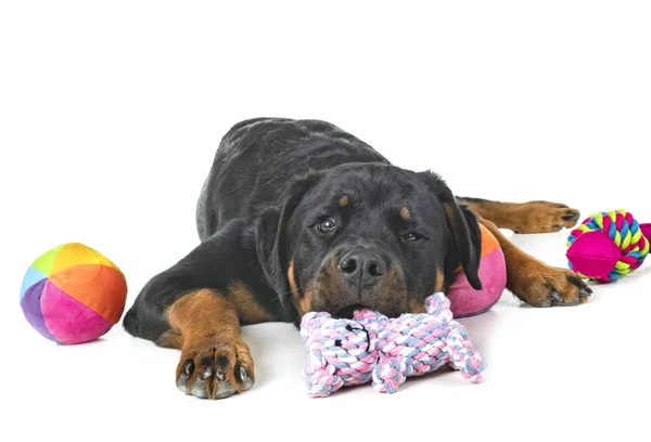 Purebred Rottweiler Front White Background — Stock Photo, Image