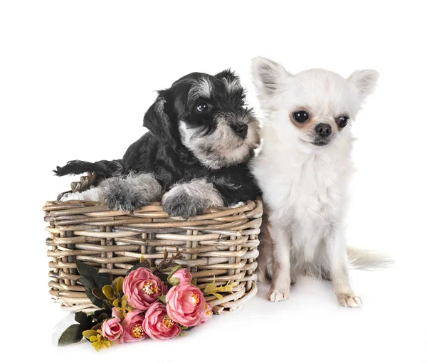 Puppy Dwergschnauzer Chihuahua Voor Witte Achtergrond — Stockfoto