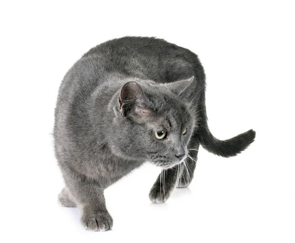 Chartreux Kat Voor Witte Achtergrond — Stockfoto