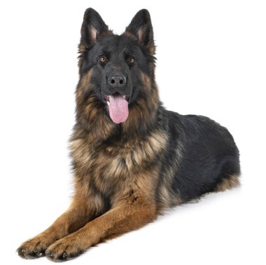 Beyaz arka planda Alman çoban köpeği