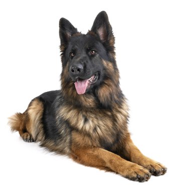 Beyaz arka planda Alman çoban köpeği