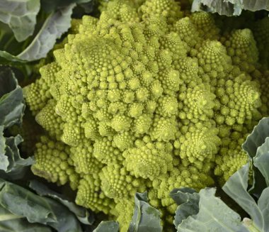 Beyaz arka plan önünde yeşil Romanesco karnabahar