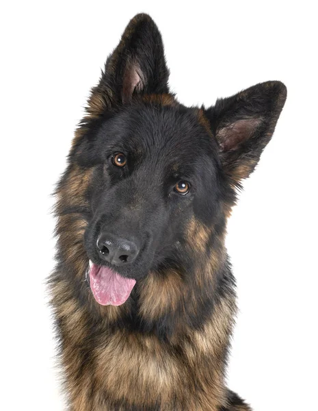 German Shepherd Front White Background — Stock Photo, Image