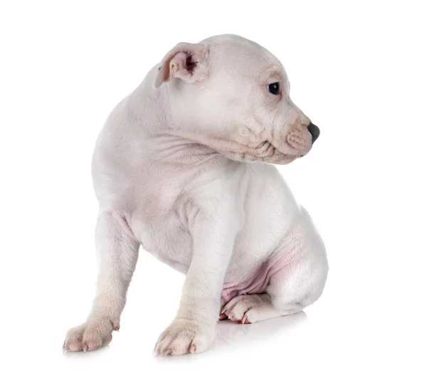 Cucciolo Staffordshire Bull Terrier Davanti Sfondo Bianco — Foto Stock