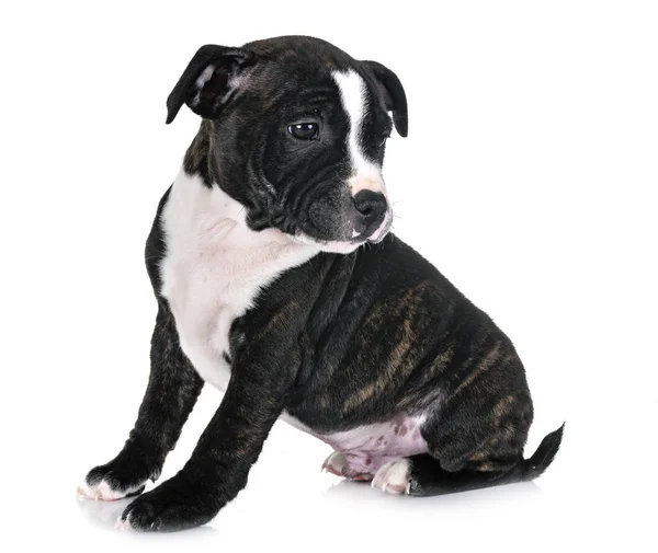 Puppy Staffordshire Bull Terrier Voorkant Van Witte Achtergrond — Stockfoto