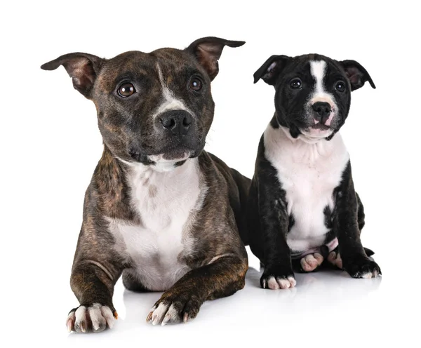 Staffordshire Terriers Toro Frente Fondo Blanco — Foto de Stock