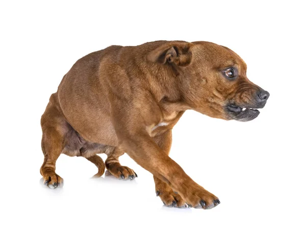 Staffordshire Tjur Terrier Framför Vit Bakgrund — Stockfoto