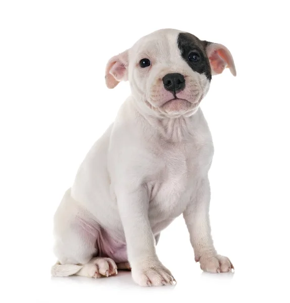 Puppy Staffordshire Bull Terrier Front White Background Stock Picture
