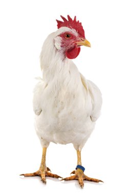 Leghorn chicken in front of white background clipart