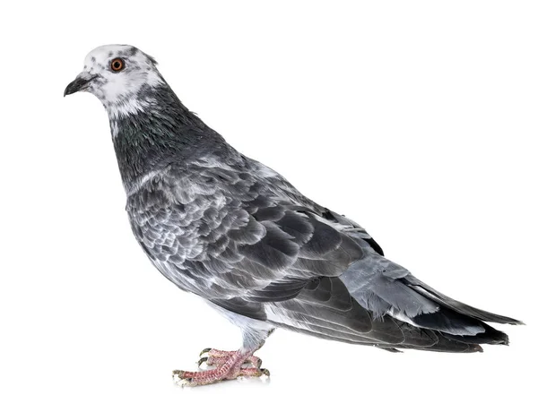 Biset Pigeon Front White Background — Stock Photo, Image