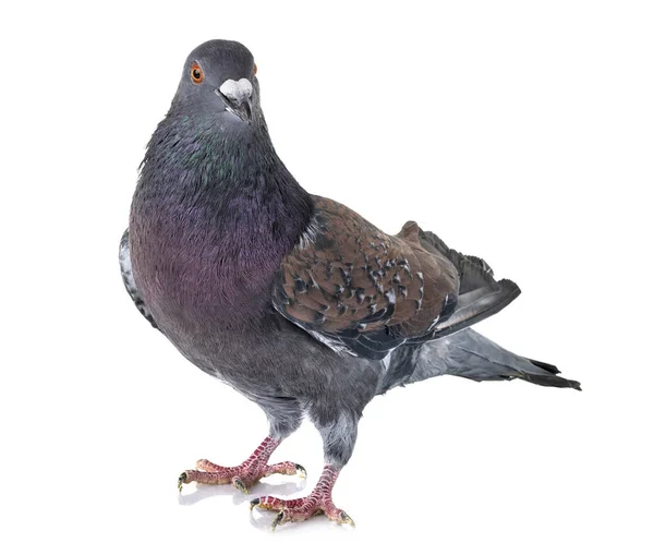 Cauchois 비둘기 — 스톡 사진