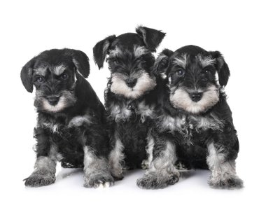 Beyaz arkaplan önünde köpek yavruları minyatür schnauzer