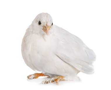 Beyaz arka plan önünde, Kral bıldırcın