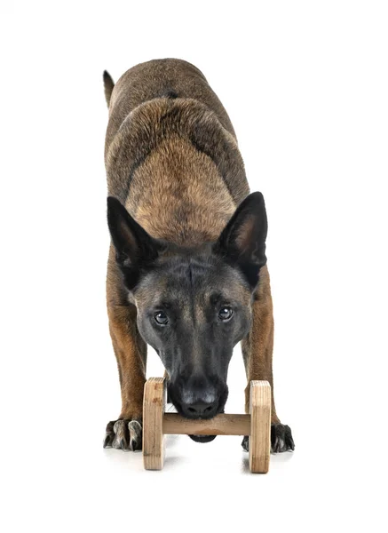 Belgisk Herde Malinois Framför Vit Bakgrund — Stockfoto