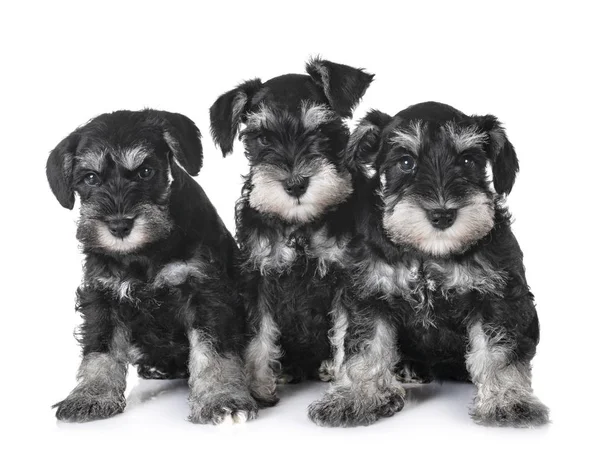 Hvalpe Miniature Schnauzer Foran Hvid Baggrund - Stock-foto