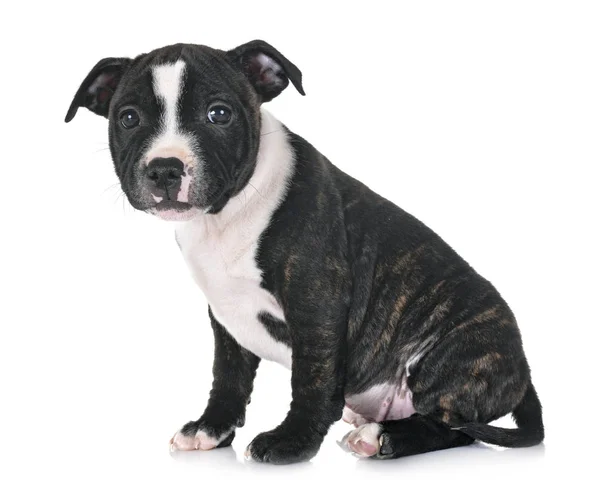 Cachorro Staffordshire Bull Terrier Frente Fondo Blanco — Foto de Stock