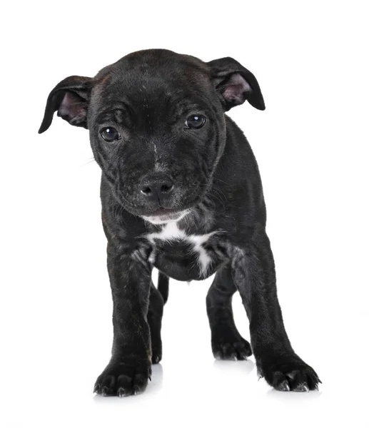 Puppy Staffordshire Bull Terrier Voorkant Van Witte Achtergrond — Stockfoto